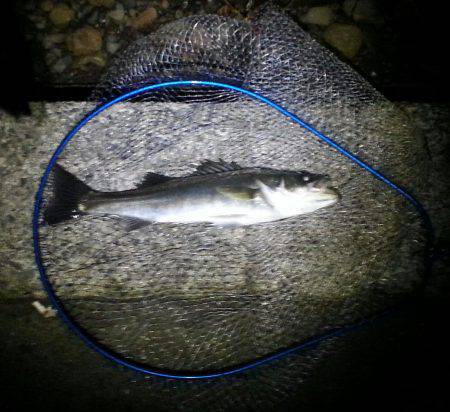 久々子周辺でのシーバス釣果です